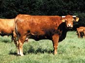 limousin rinder